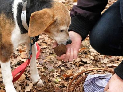 Truffle hunting Perugia